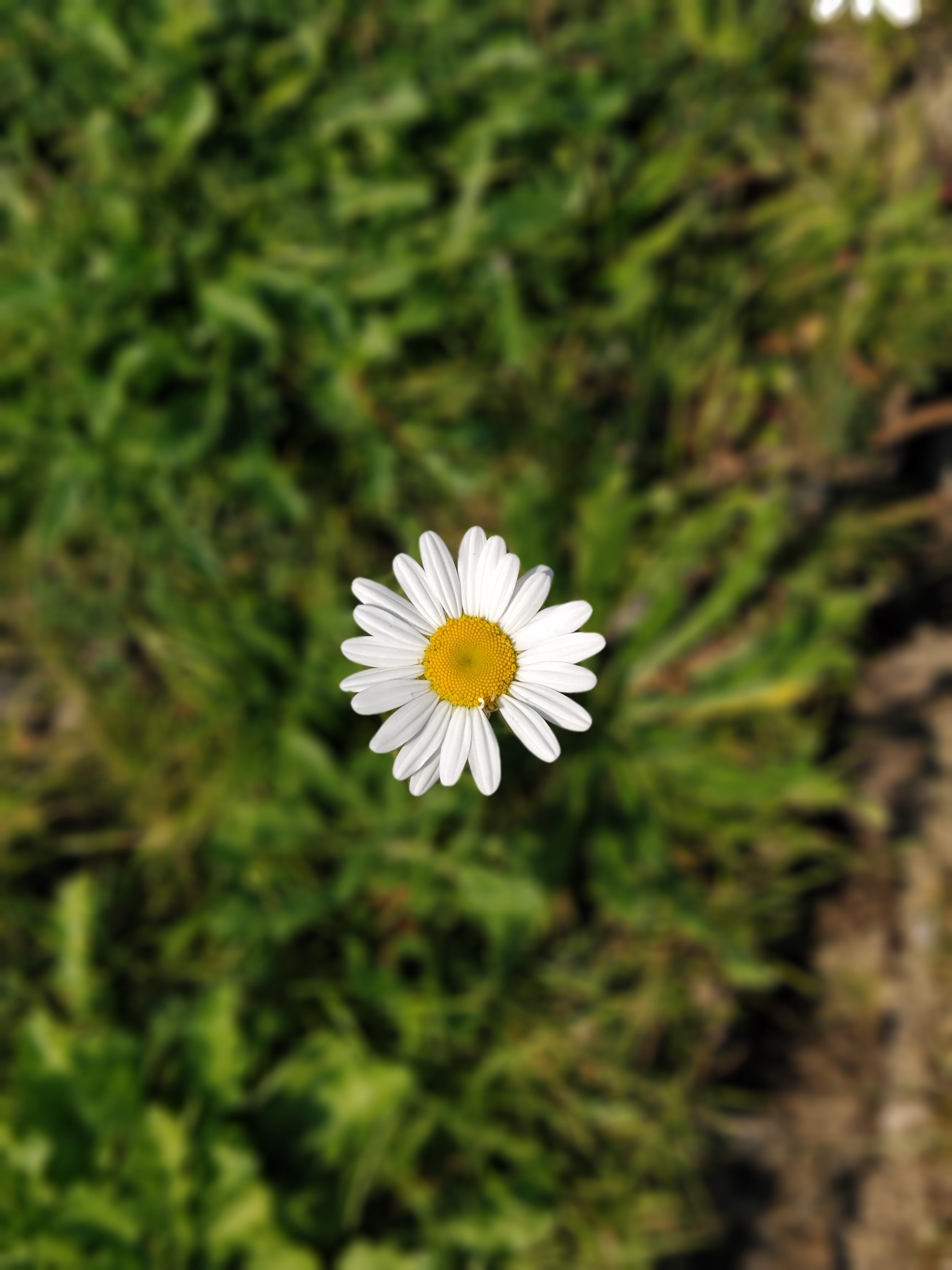 GrufeKit pre-grown, low maintenance biodiverse green roofs