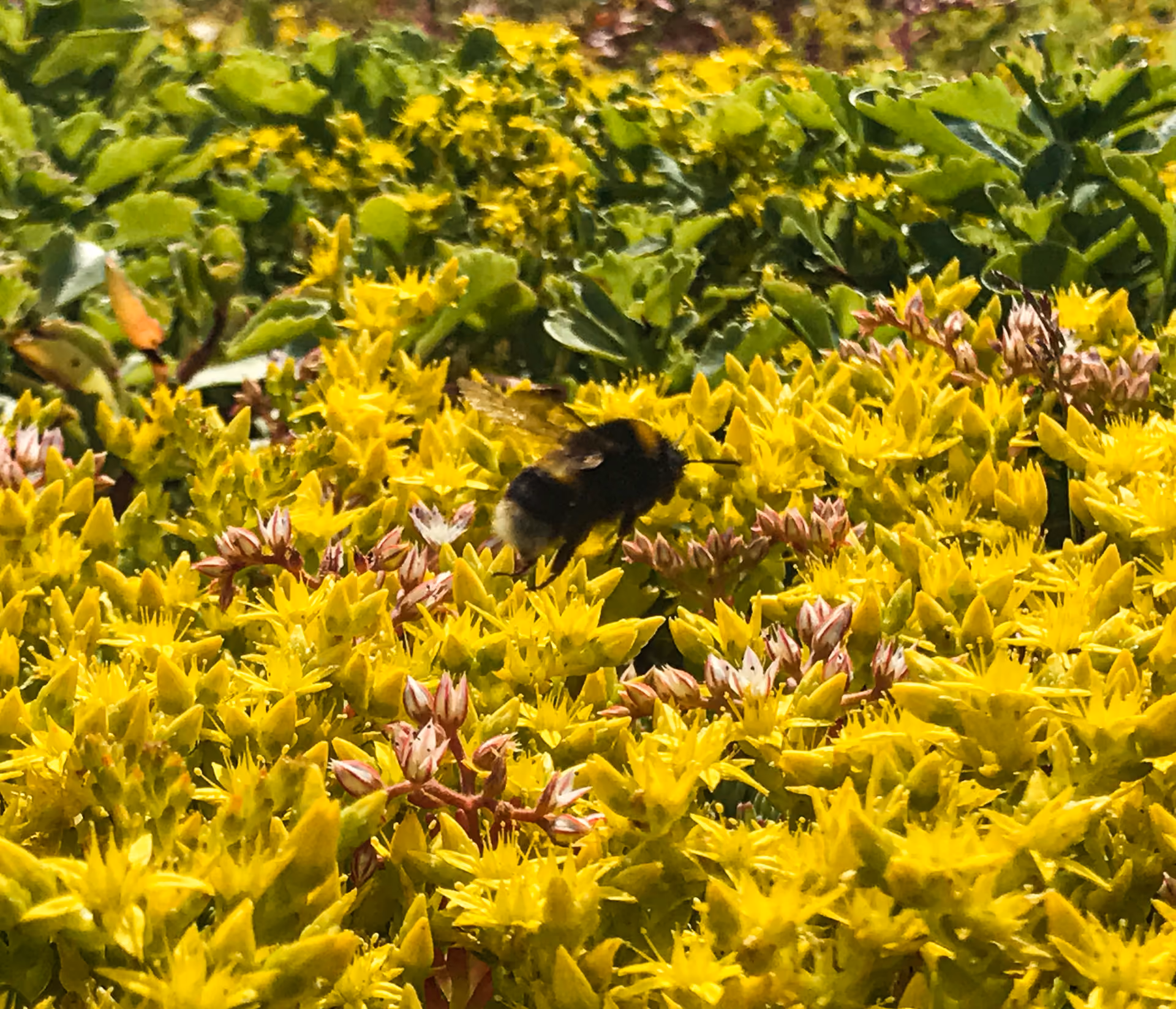 GrufeKit pre-grown, low maintenance biodiverse green roofs
