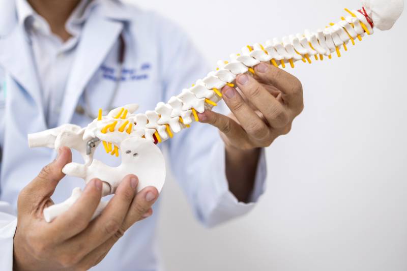 Doctor holding spine model