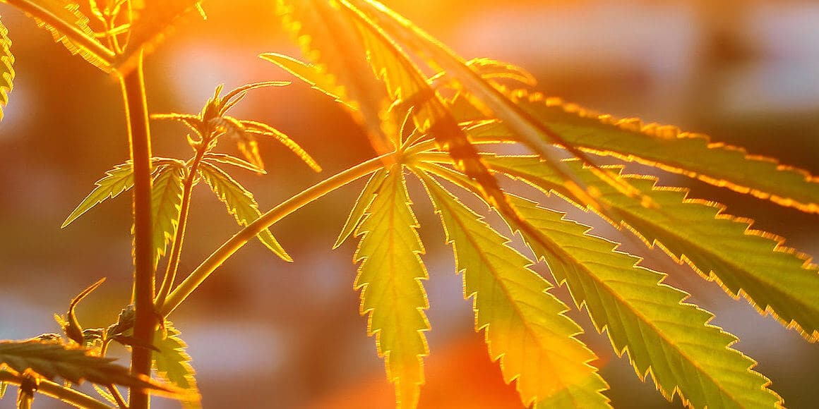 Backlit cannabis leaves in sunlight