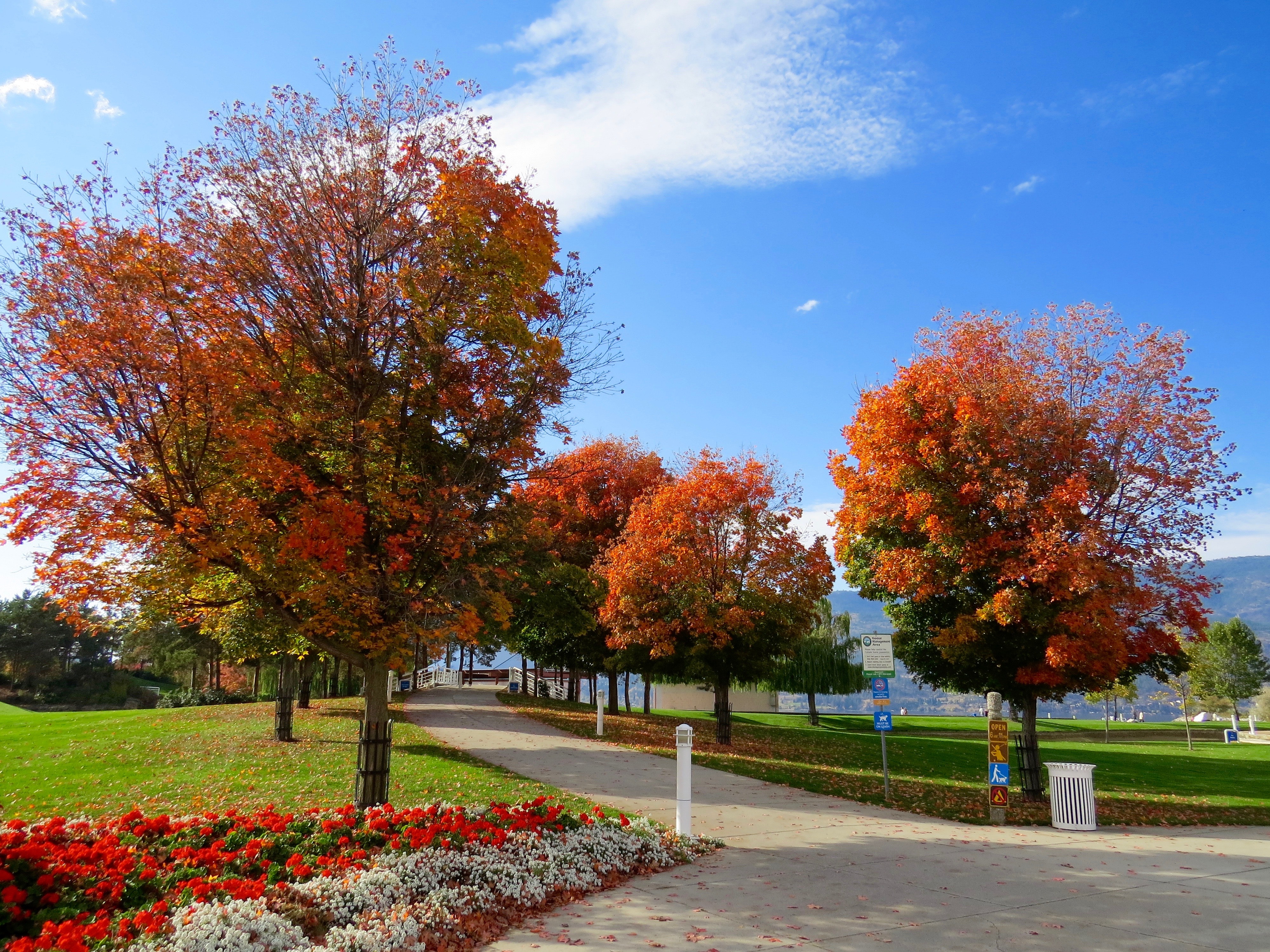 Image of a park with trees that are orange in the fall