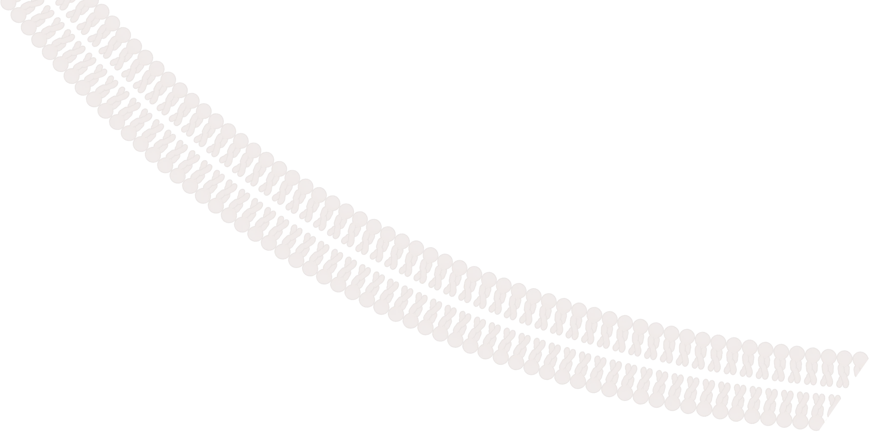 Phospholipid Bilayer illustration