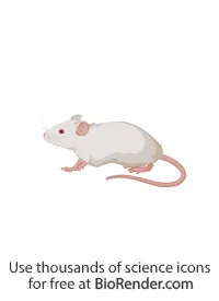mouse image