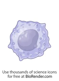 macrophage image
