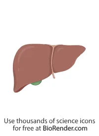 liver image