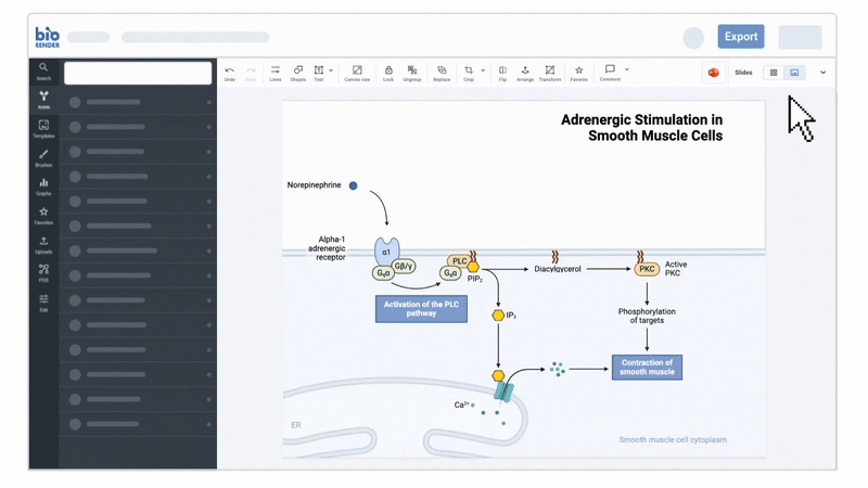 ppt pathways