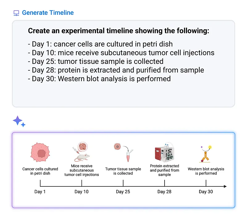Experimental timeline illustrating key steps: Day 1 cancer cells cultured in a petri dish, Day 10 subcutaneous tumor cell injections in mice, Day 25 tumor tissue sample collection, Day 28 protein extraction and purification, Day 30 Western blot analysis.