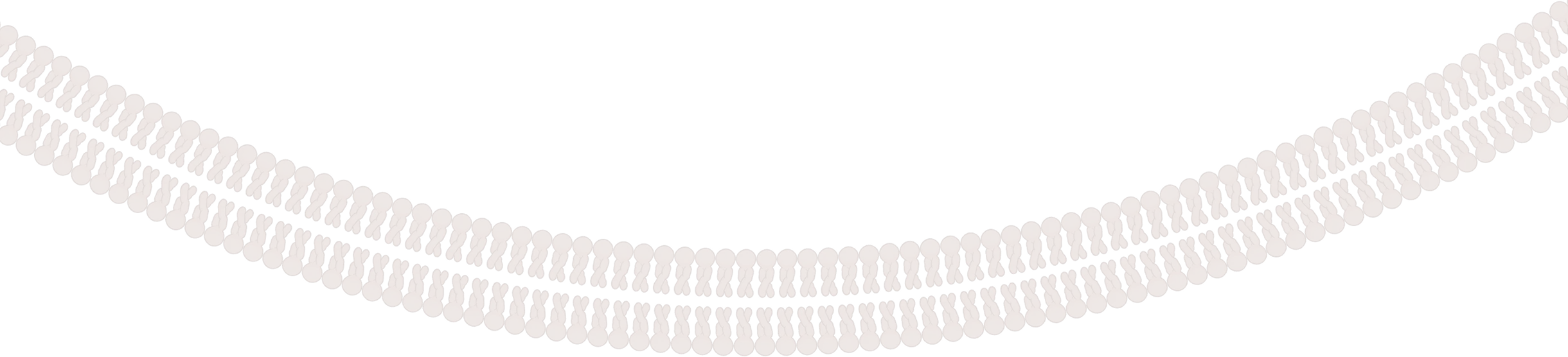 Illustration of a lipid bilayer membrane showing two rows of phospholipids with hydrophilic heads facing outward and hydrophobic tails inward.