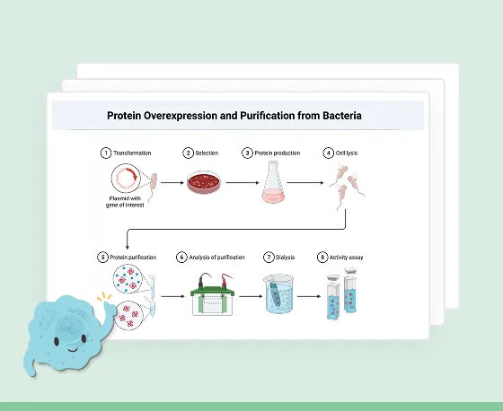 Diagram illustrating the eight-step process of protein overexpression and purification from bacteria, including transformation with plasmid, selection on plate, protein production, cell lysis, protein purification, analysis of purification, dialysis, and activity assay.