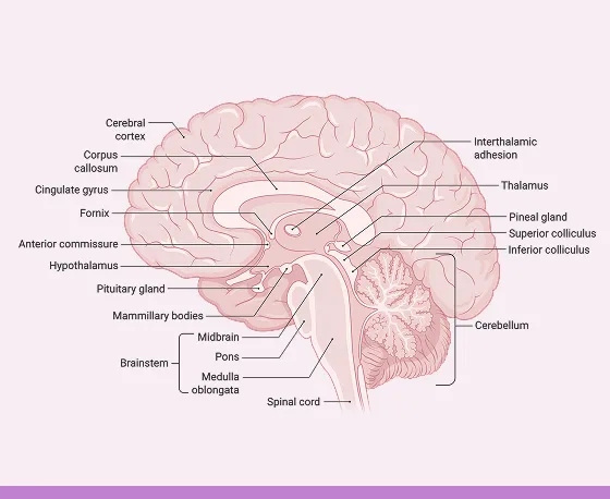 Diagram of a human brain showing labeled parts including cerebral cortex, corpus callosum, cingulate gyrus, fornix, anterior commissure, hypothalamus, pituitary gland, mammillary bodies, brainstem divisions (midbrain, pons, medulla oblongata), spinal cord, interthalamic adhesion, thalamus, pineal gland, superior and inferior colliculus, and cerebellum.