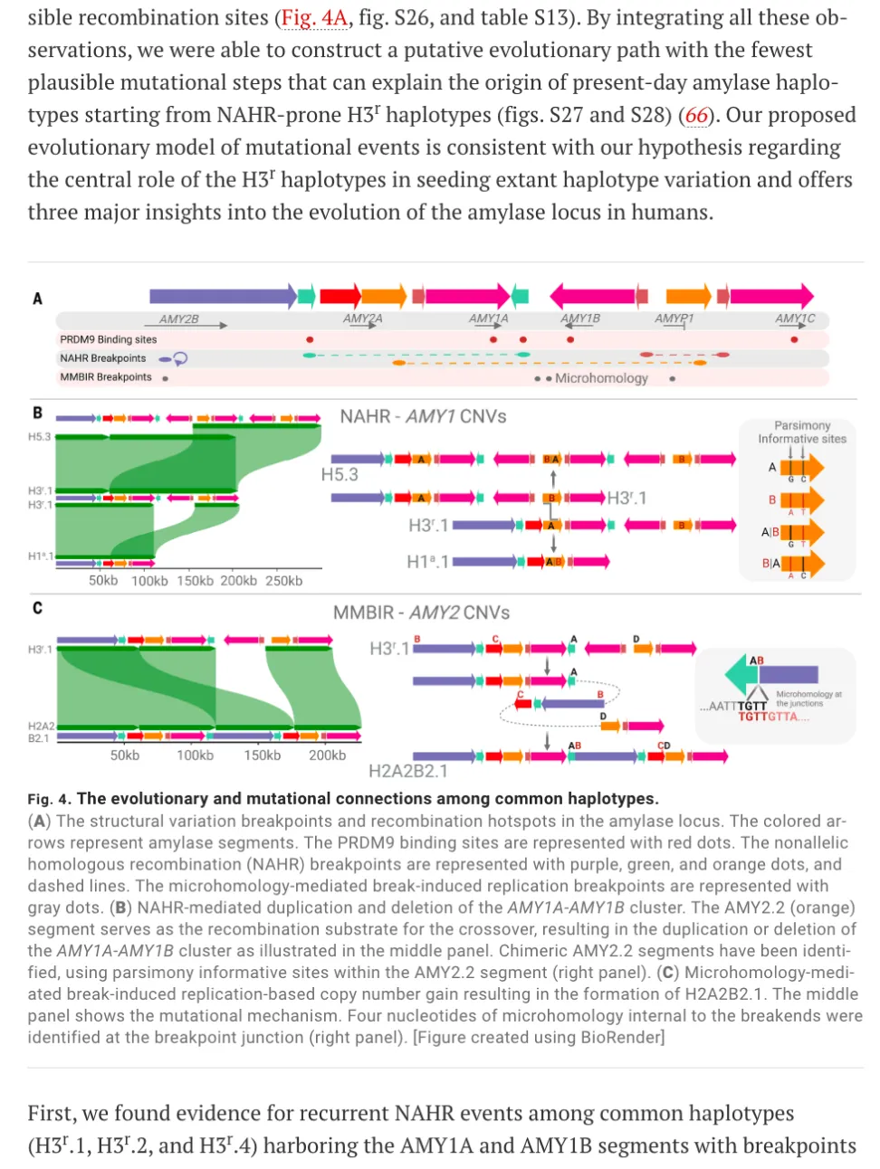 Scientific figure showing evolutionary and mutational connections among amylase haplotypes with diagrams of structural variation breakpoints, recombination hotspots, and copy number variations labeled in three panels (A, B, C).