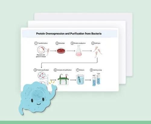 Diagram illustrating protein overexpression and purification from bacteria in six steps: transformation with plasmid, selection on agar plate, protein production in flask, cell lysis, protein purification, analysis of purification by dialysis and activity assay.