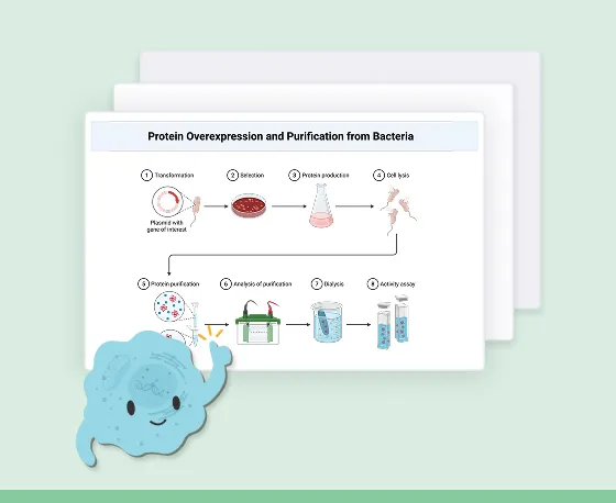 Diagram illustrating protein overexpression and purification from bacteria in six steps: transformation with plasmid, selection on agar plate, protein production in flask, cell lysis, protein purification, analysis of purification by dialysis and activity assay.