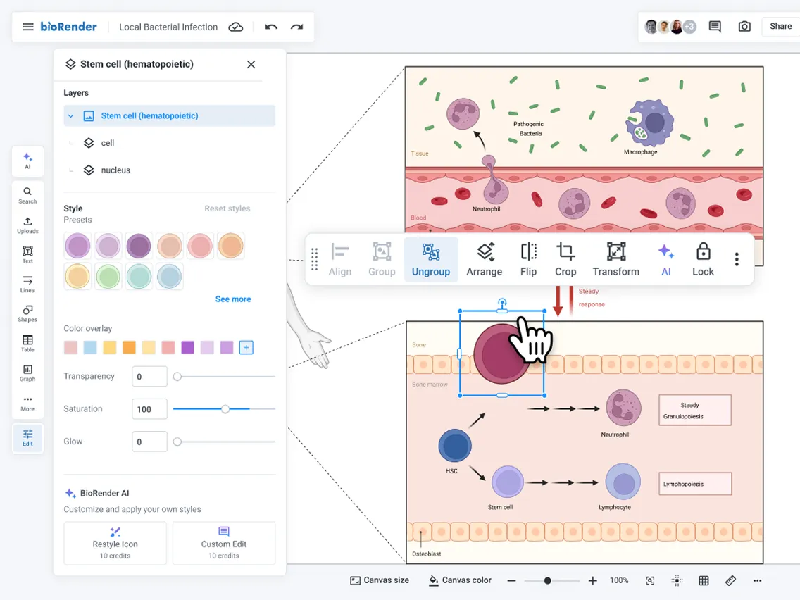 Screenshot of BioRender interface showing a 'Stem cell (hematopoietic)' layer selected with style options, color overlay, transparency, saturation, and glow settings. The workspace displays a biological diagram split into two sections: the top with pathogenic bacteria, macrophages, and neutrophils in tissue and blood layers; the bottom with bone marrow showing hematopoietic stem cell (HSC) differentiation into stem cells, neutrophils, and lymphocytes, and labels for steady granulopoiesis and lymphopoiesis. A cursor hand hovers over a large circle in the bone marrow section, and toolbar options like Align, Group, Ungroup, Arrange, Flip, Crop, Transform, AI, and Lock are visible above it.