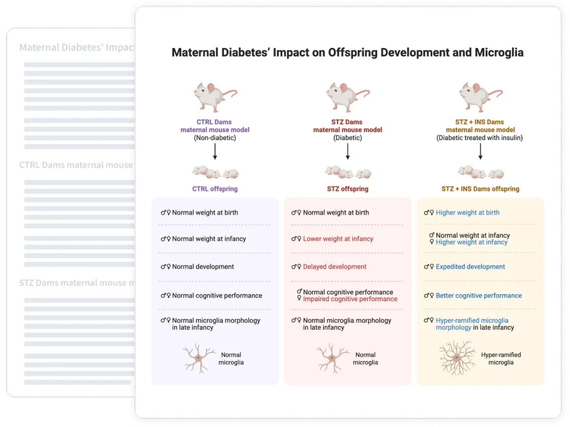 Diagram showing maternal diabetes' impact on offspring development and microglia in three maternal mouse models: CTRL (non-diabetic), STZ (diabetic), and STZ + INS (diabetic treated with insulin). CTRL offspring show normal weight at birth and infancy, normal development, cognitive performance, and microglia morphology. STZ offspring show normal birth weight, lower infancy weight, delayed development, impaired female cognitive performance, and normal microglia. STZ + INS offspring show higher birth weight, normal male and higher female infancy weight, expedited development, better cognitive performance, and hyper-ramified microglia morphology.