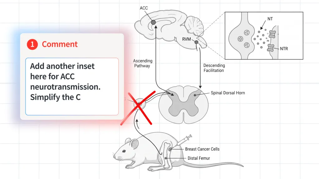 Diagram showing a mouse injected in the distal femur near breast cancer cells, with arrows indicating ascending and descending neural pathways involving the spinal dorsal horn, RVM, and ACC brain regions; a close-up inset illustrates neurotransmitter release at a synapse. An overlaid comment box requests adding another inset for ACC neurotransmission and simplifying the diagram. A red X marks part of the pathway.