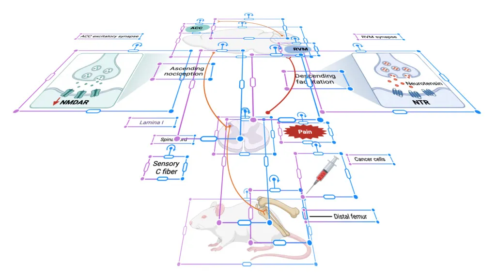 Diagram illustrating pain signaling pathways in a mouse model, showing ascending nociception and descending facilitation between the ACC and RVM regions, sensory C fiber, spine, lamina I, and cancer cells in distal femur, with labels for NMDAR, NTR, neurotensin, and syringe indicating injection.