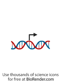 Free Transcription Icons, Symbols & Images | BioRender