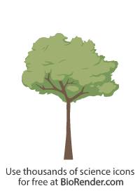 Free Tree (deciduous) Icons, Symbols & Images | BioRender