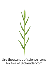 Free Setaria viridis Icons, Symbols & Images | BioRender