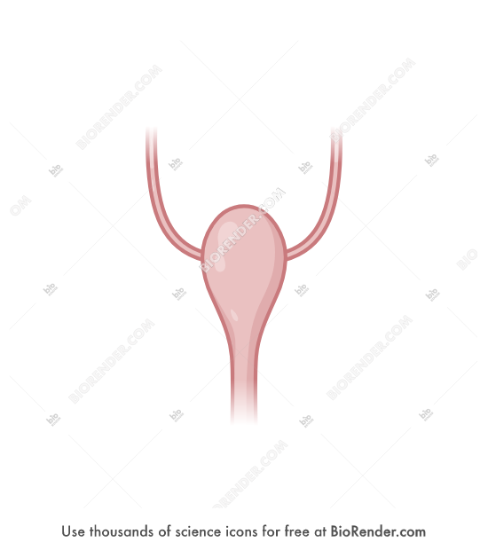Free Rabbit bladder (female) Icons, Symbols & Images | BioRender