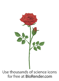 Free Rose Icons, Symbols & Images | BioRender
