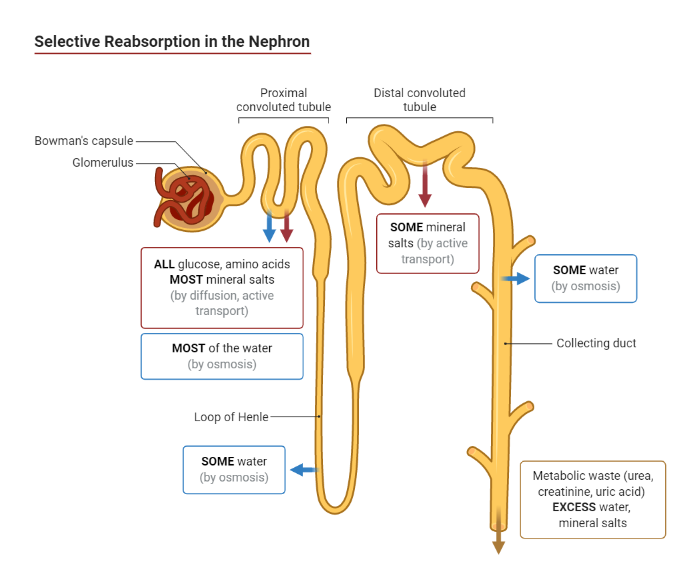 Selective Reabsorption In The Nephron BioRender Science Templates
