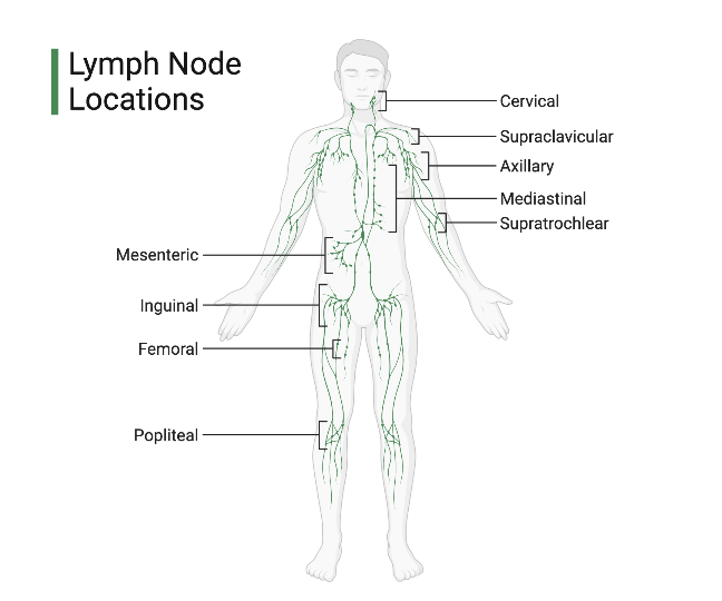 Lymph Nodes Locations 900x1217