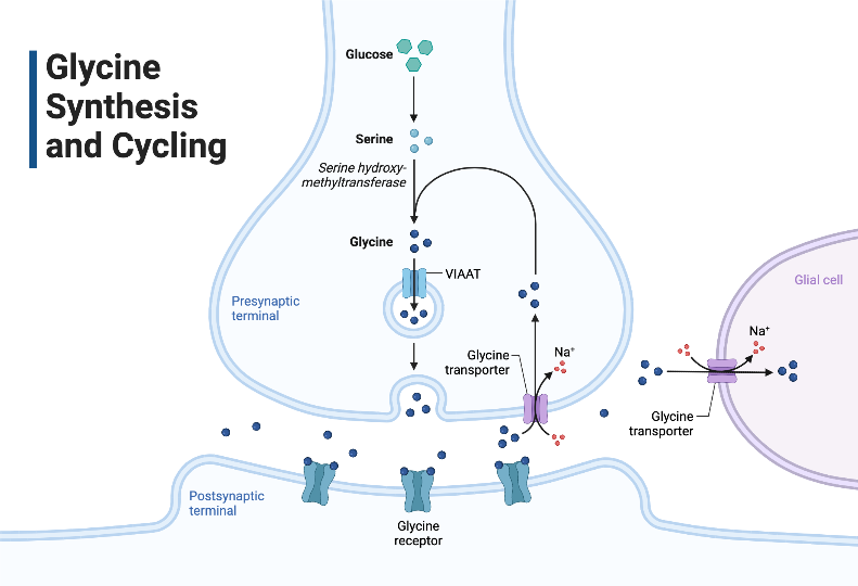 Glycine Synthesis And Cycling BioRender Science Templates