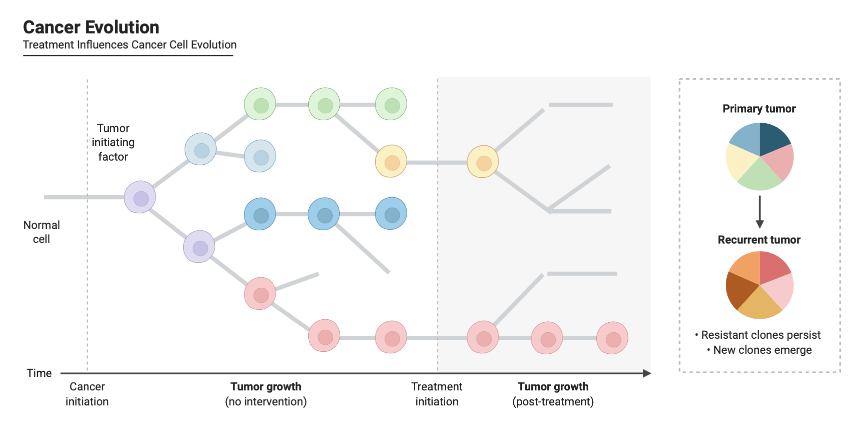 An editable high resolution scientific image depicting Cancer Evolution with Treatment