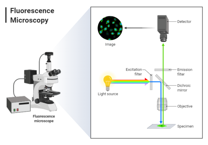An editable high resolution scientific image depicting Fluorescence Microscopy