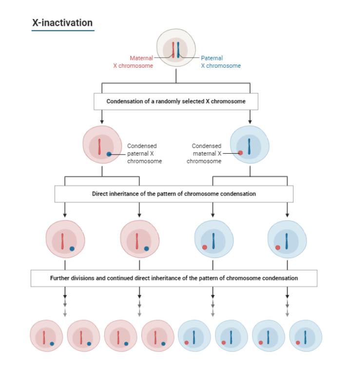 An editable high resolution scientific image depicting X-inactivation