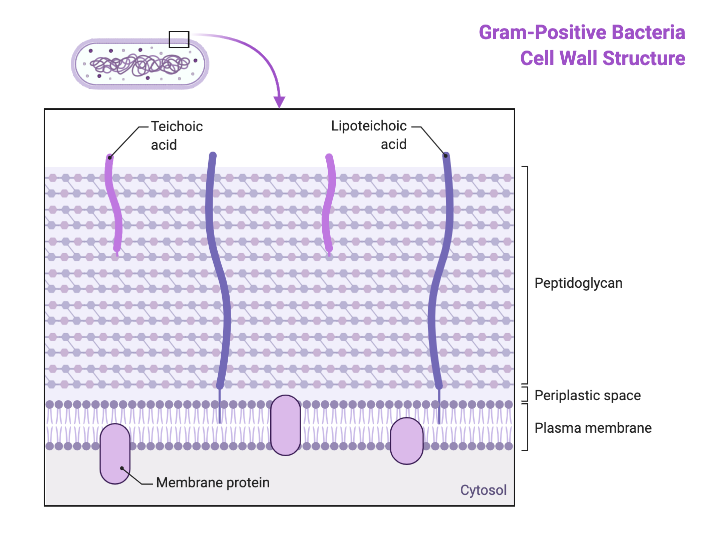 Gram Positive Bacteria Cell Wall Structure BioRender Science Templates