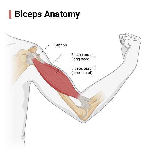 Bicep Anatomy Diagram Bicep Anatomy Diagram