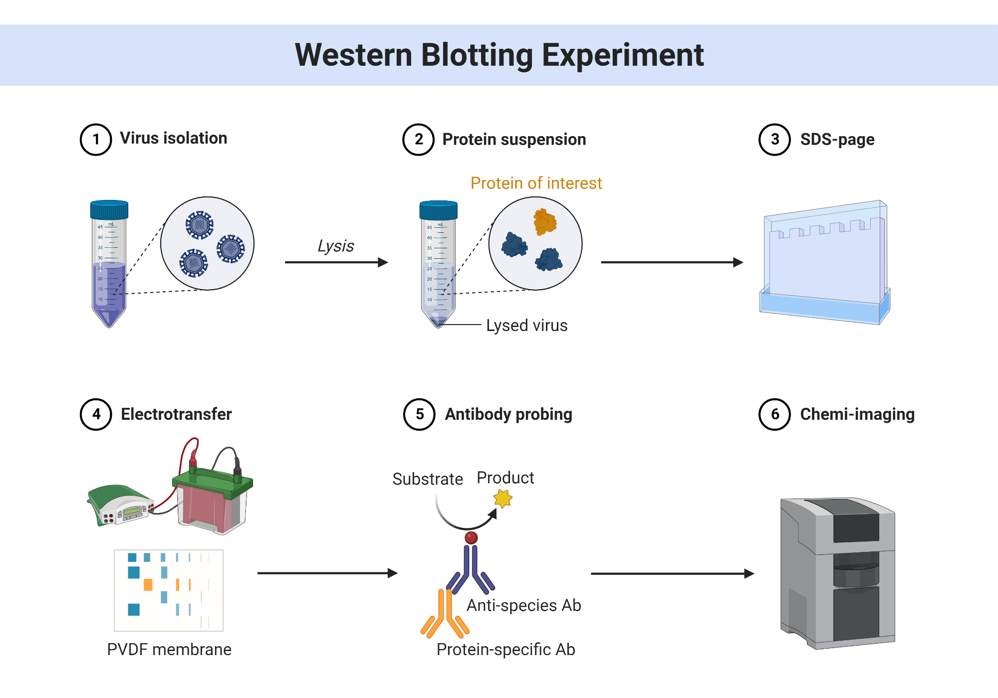 Western Blotting Experiment BioRender Science Templates Western Blotting Experiment BioRender Science Templates