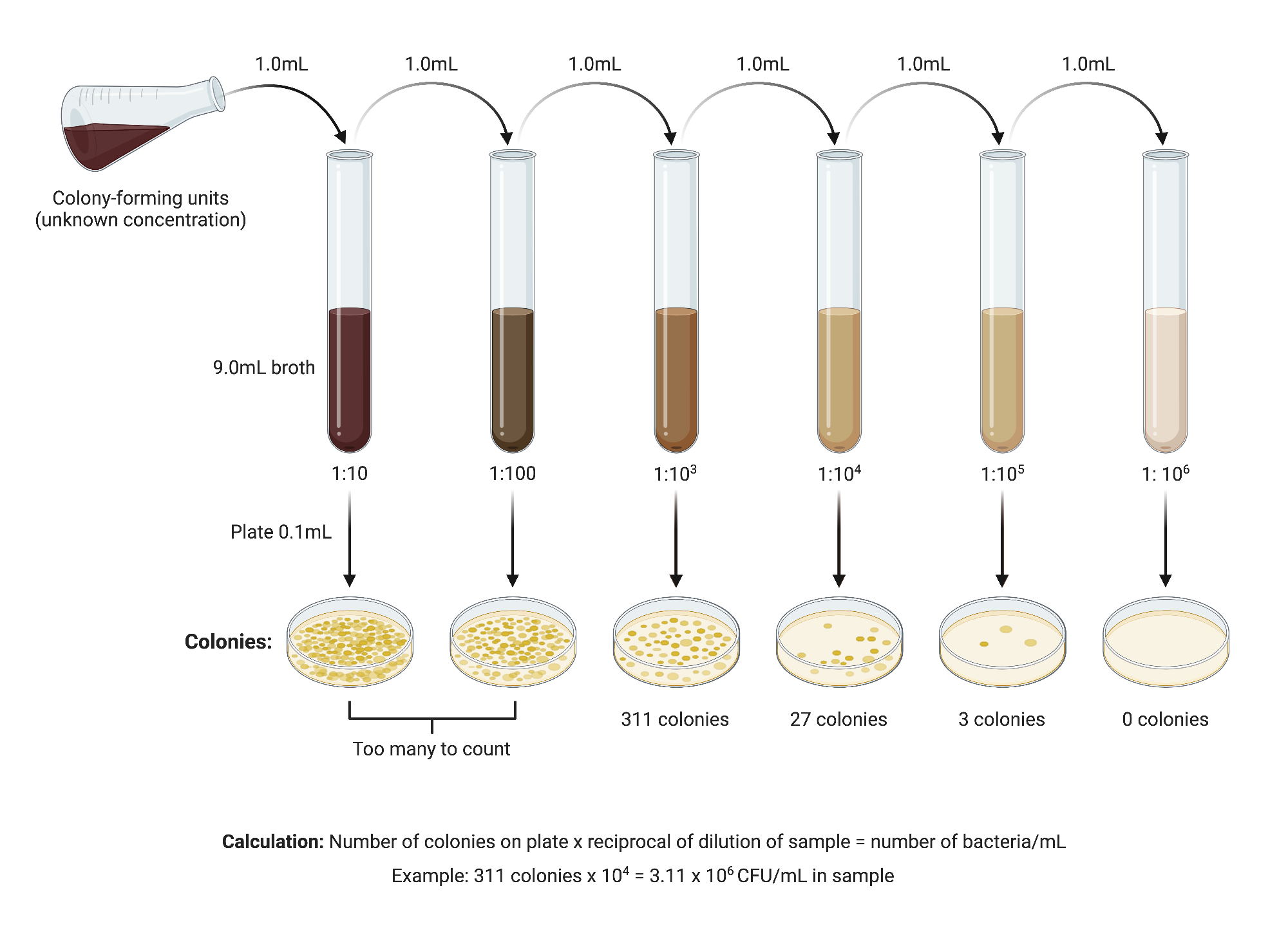 Serial Dilution Procedure BioRender Science Templates