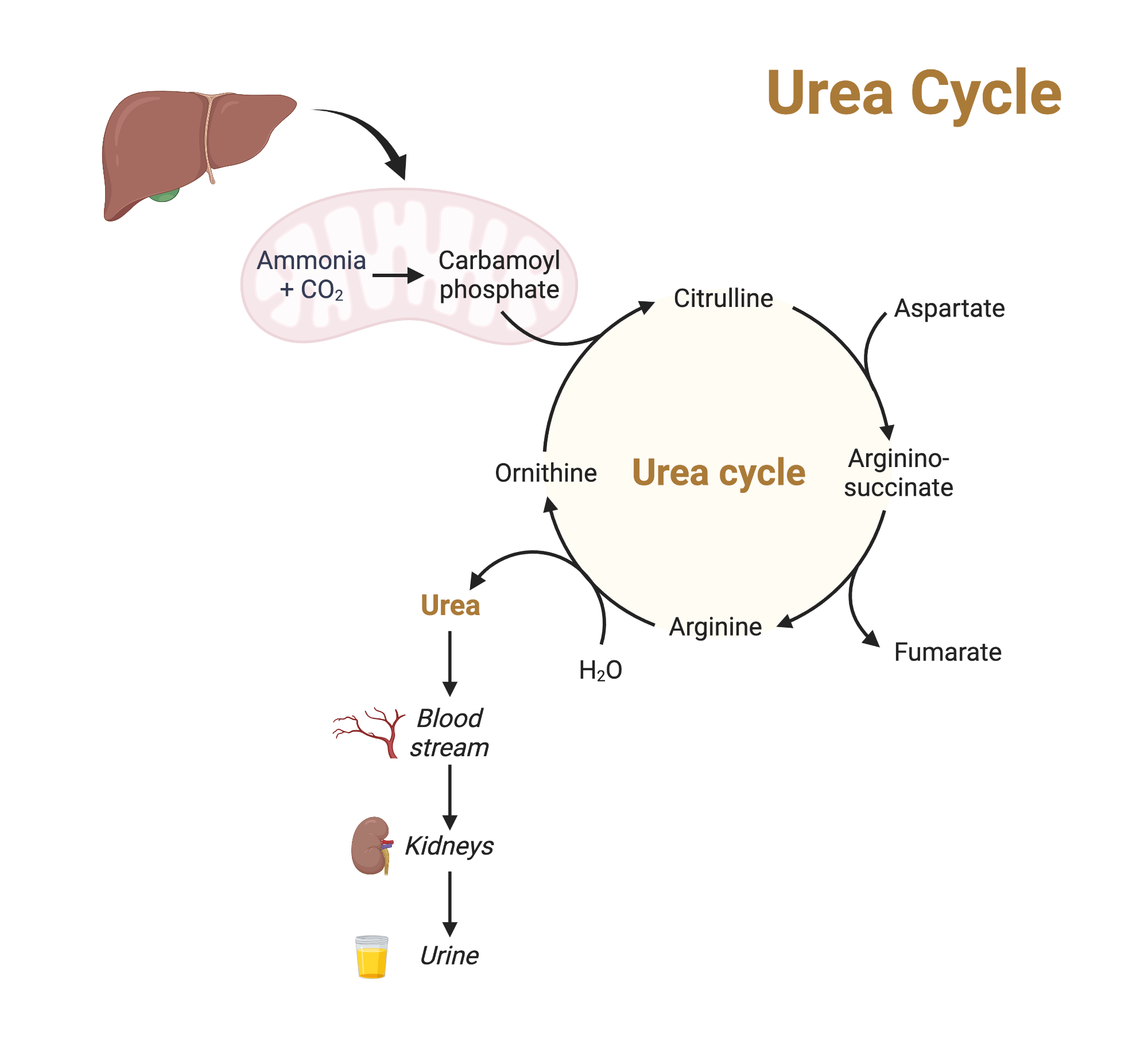 Urea Cycle BioRender Science Templates Urea Cycle BioRender Science Templates