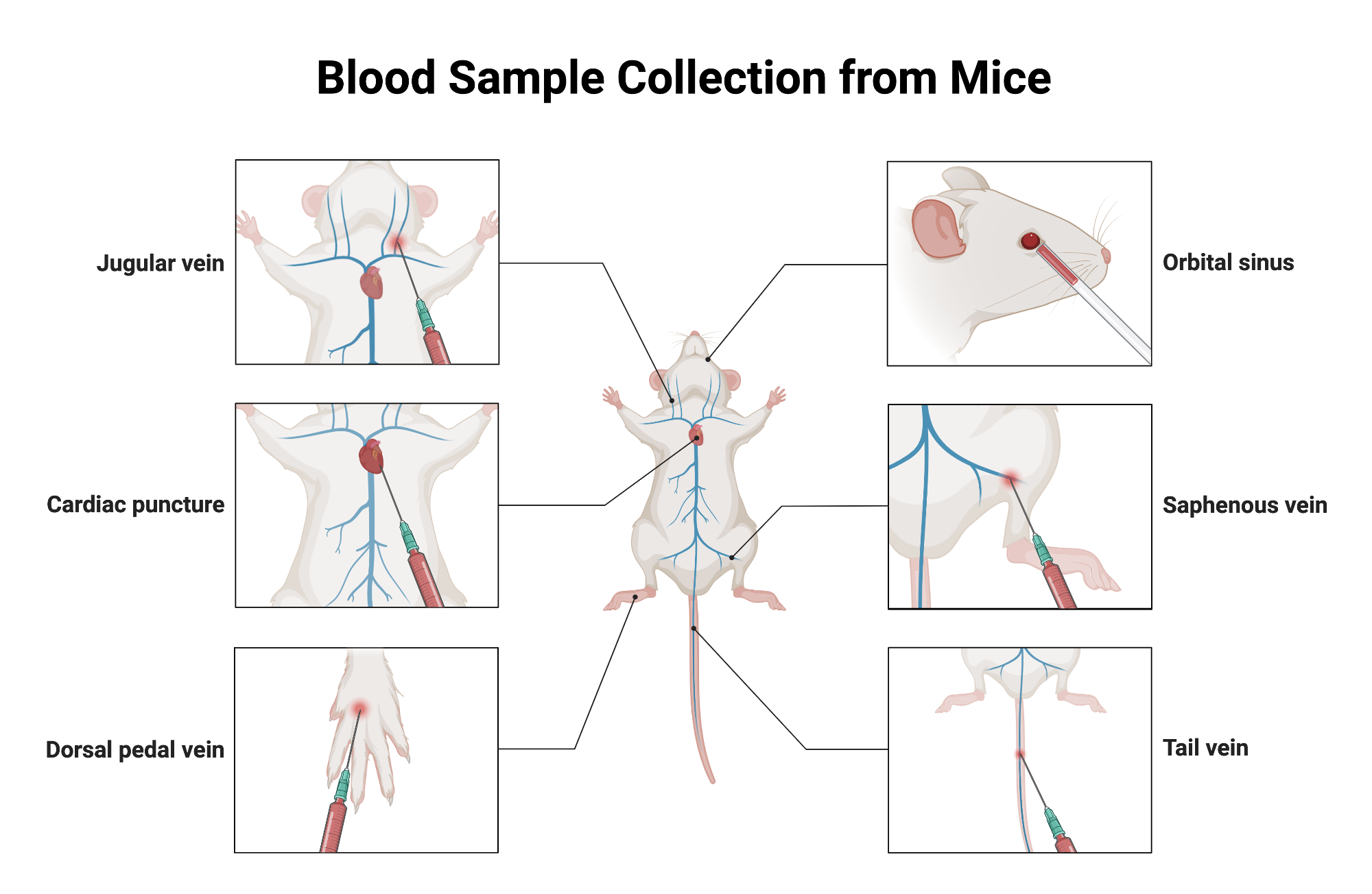 Mouse Blood Collection Techniques BioRender Science Templates