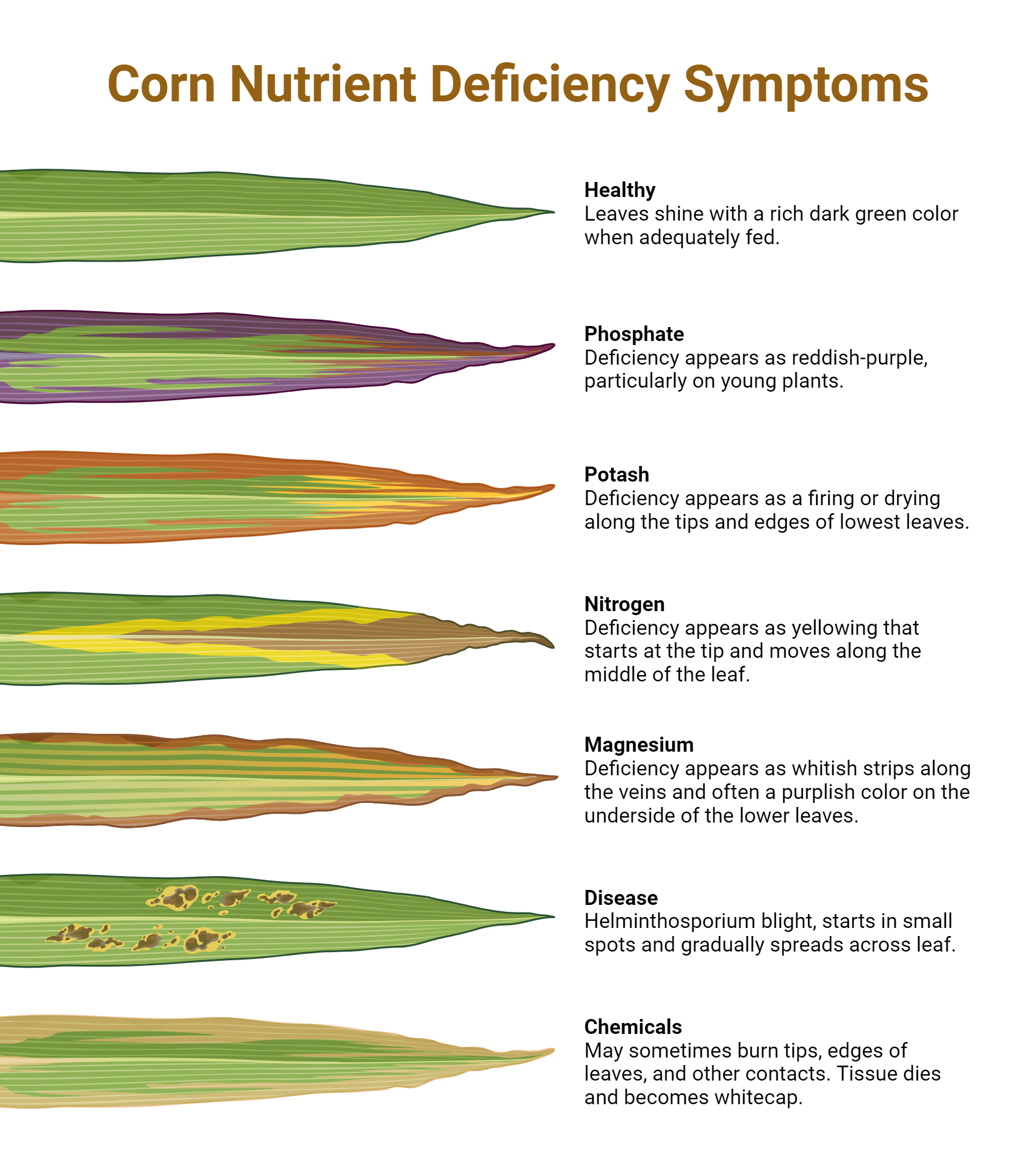 Corn Nutrient Deficiency Symptoms BioRender Science Templates