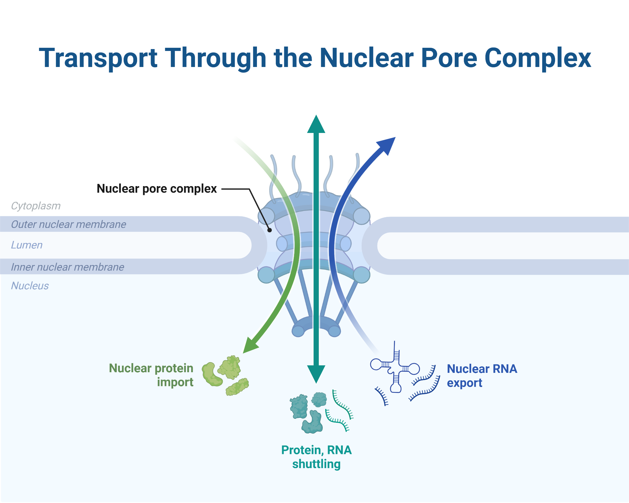 Transport Through The Nuclear Pore Complex BioRender Science Templates
