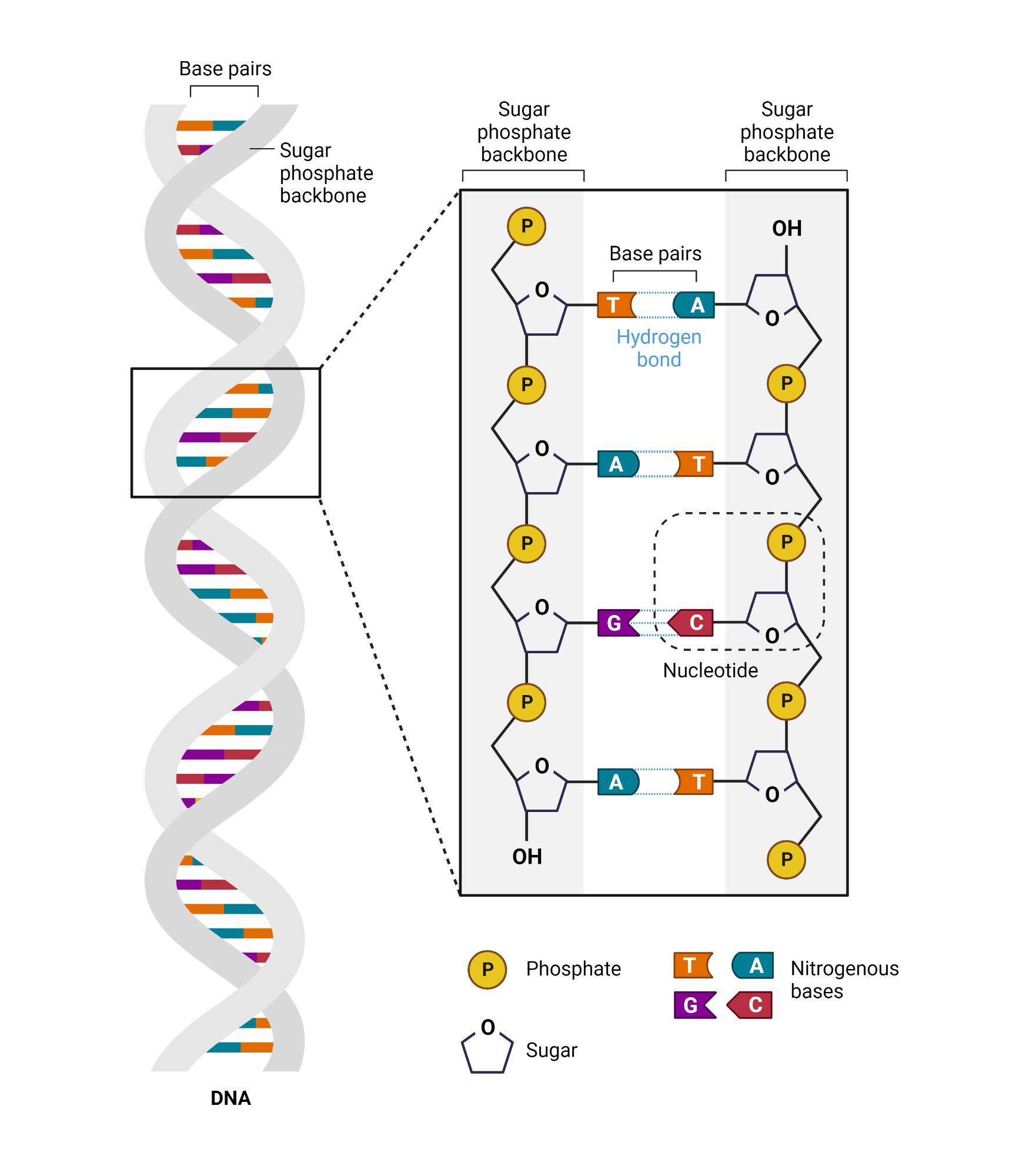 Dna Structure Diagram Chart Paper