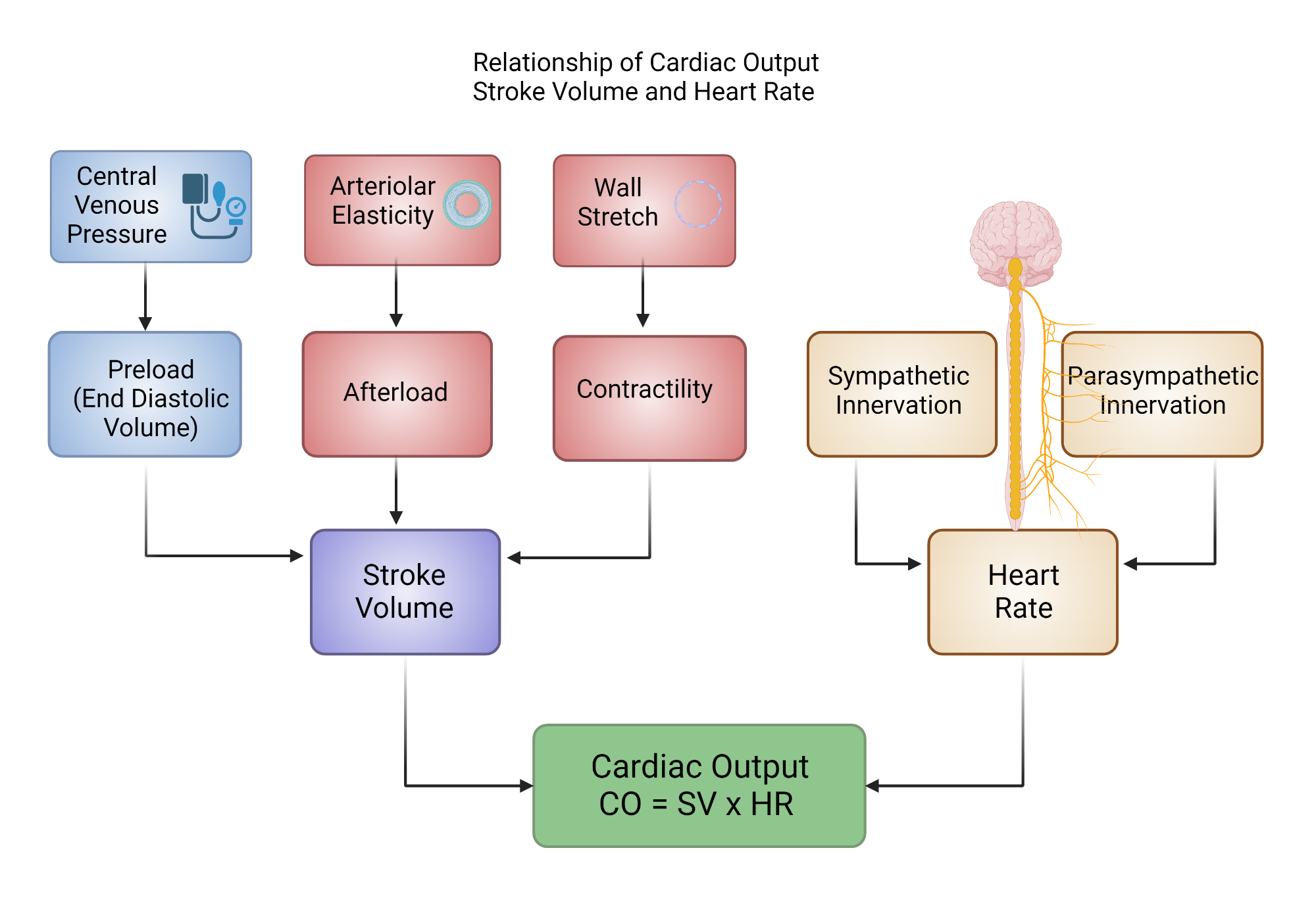 Relationship Of Cardiac Output Stroke Volume And Heart Rate Relationship Of Cardiac Output Stroke Volume And Heart Rate