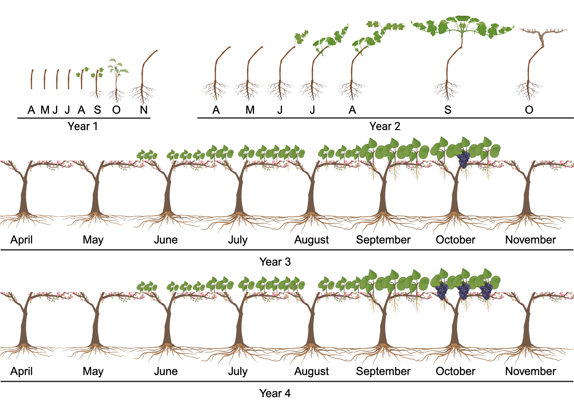 Grape vines development BioRender Science Templates Grape vines development BioRender Science Templates