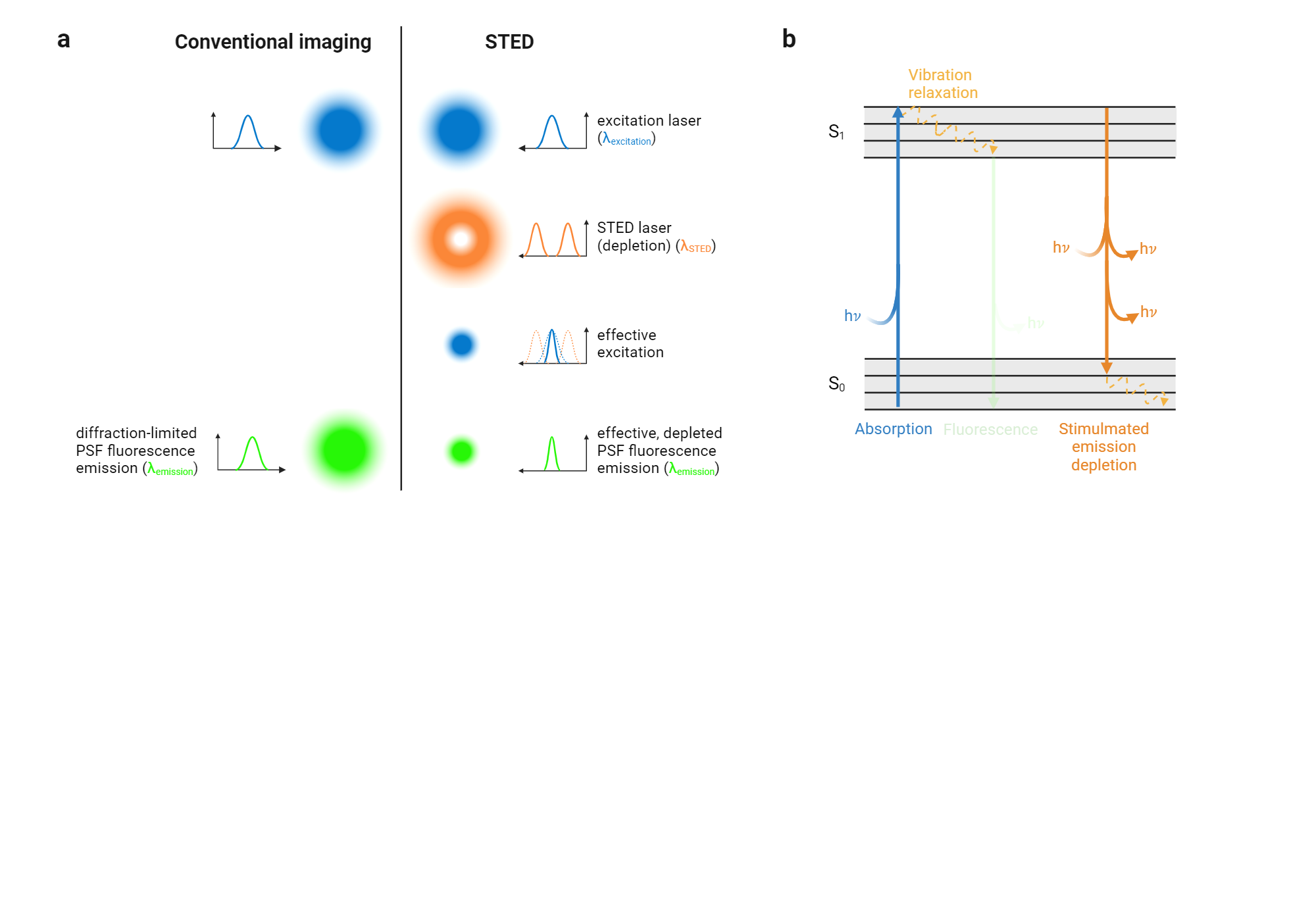 Sted Microscopy Biorender Science Templates Sted Microscopy Biorender Science Templates
