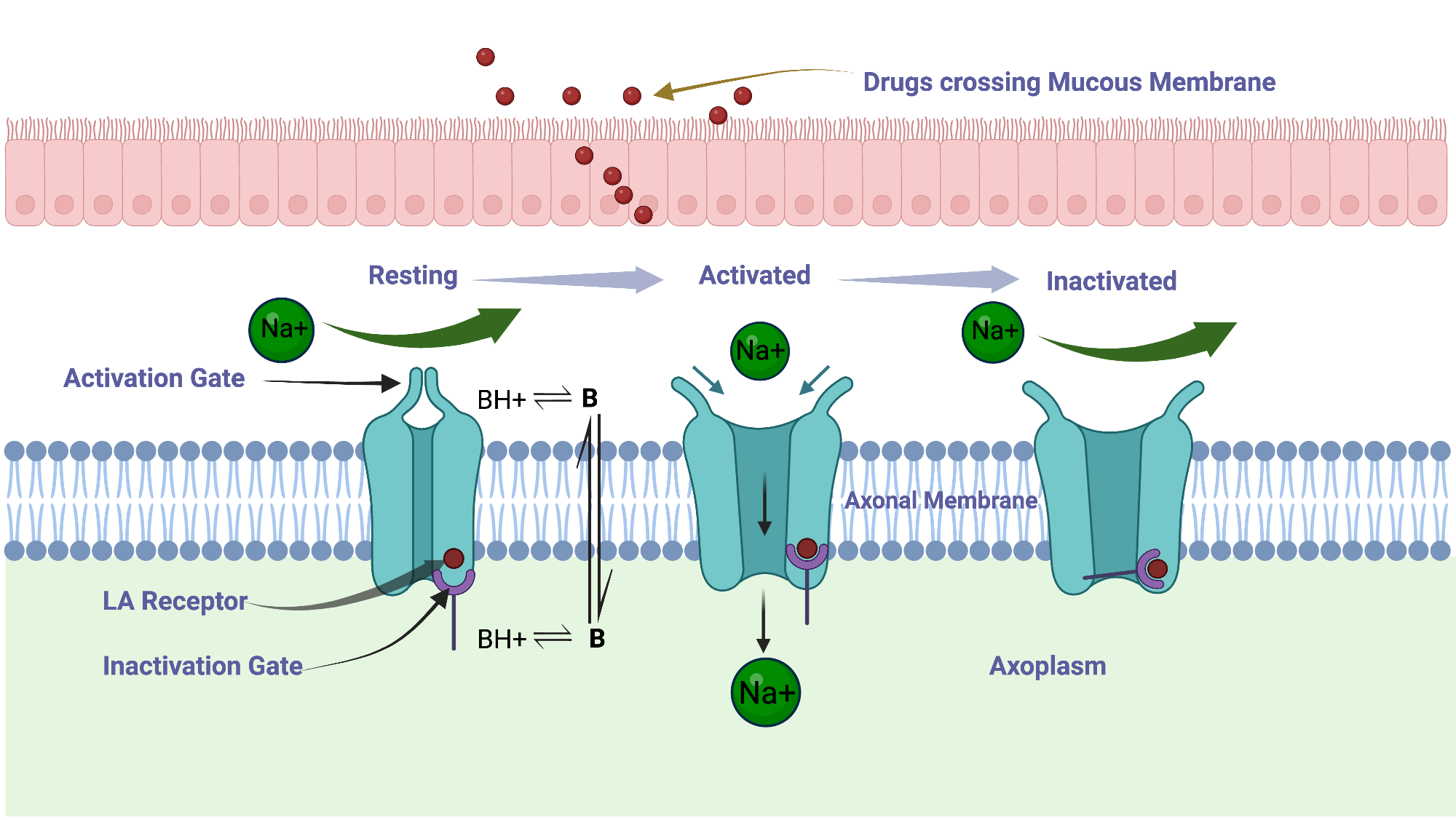 An editable high resolution scientific image depicting Mechanism of Action of Topical Anaesthesia
