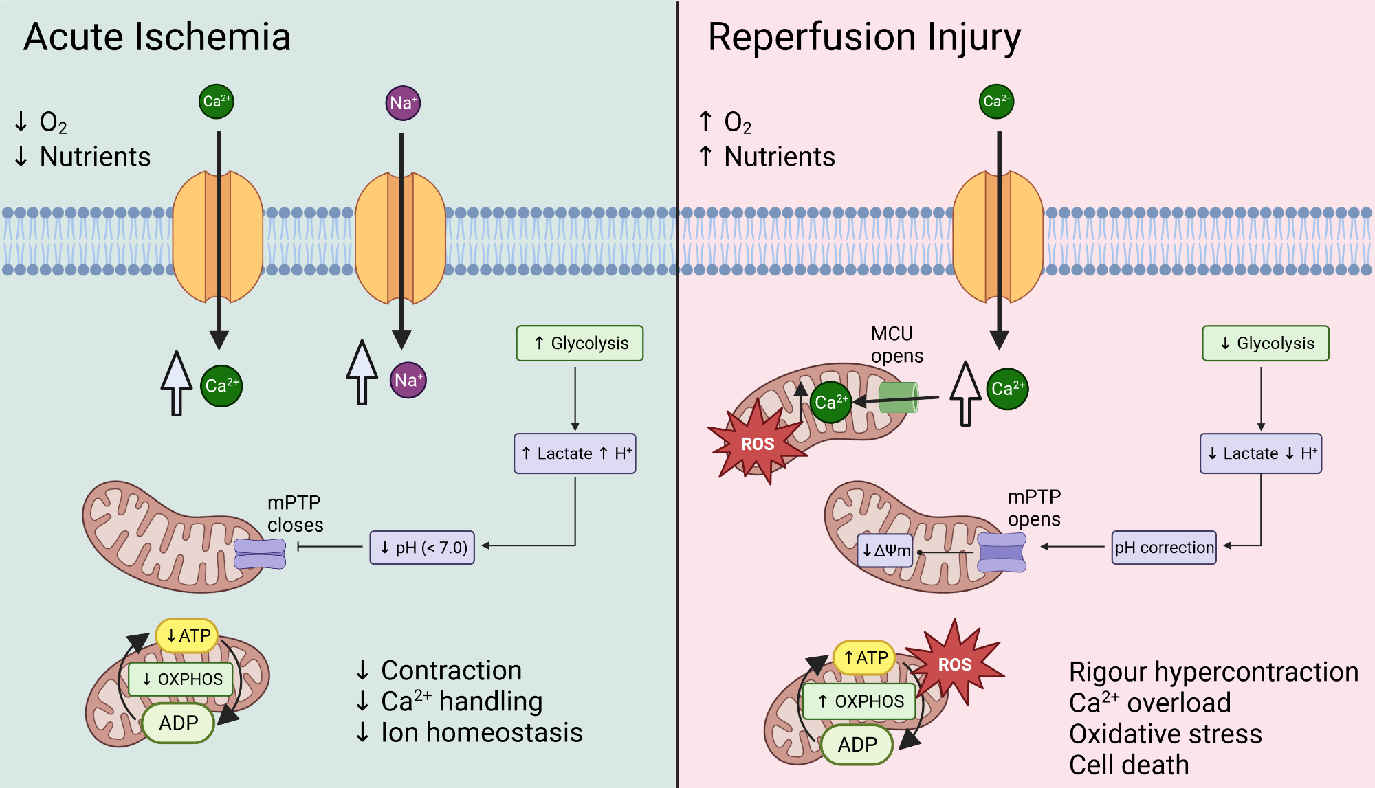 An editable high resolution scientific image depicting Ischaemia Reperfusion Injury