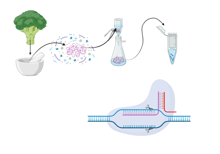 An editable high resolution scientific image depicting Isolation of DNA