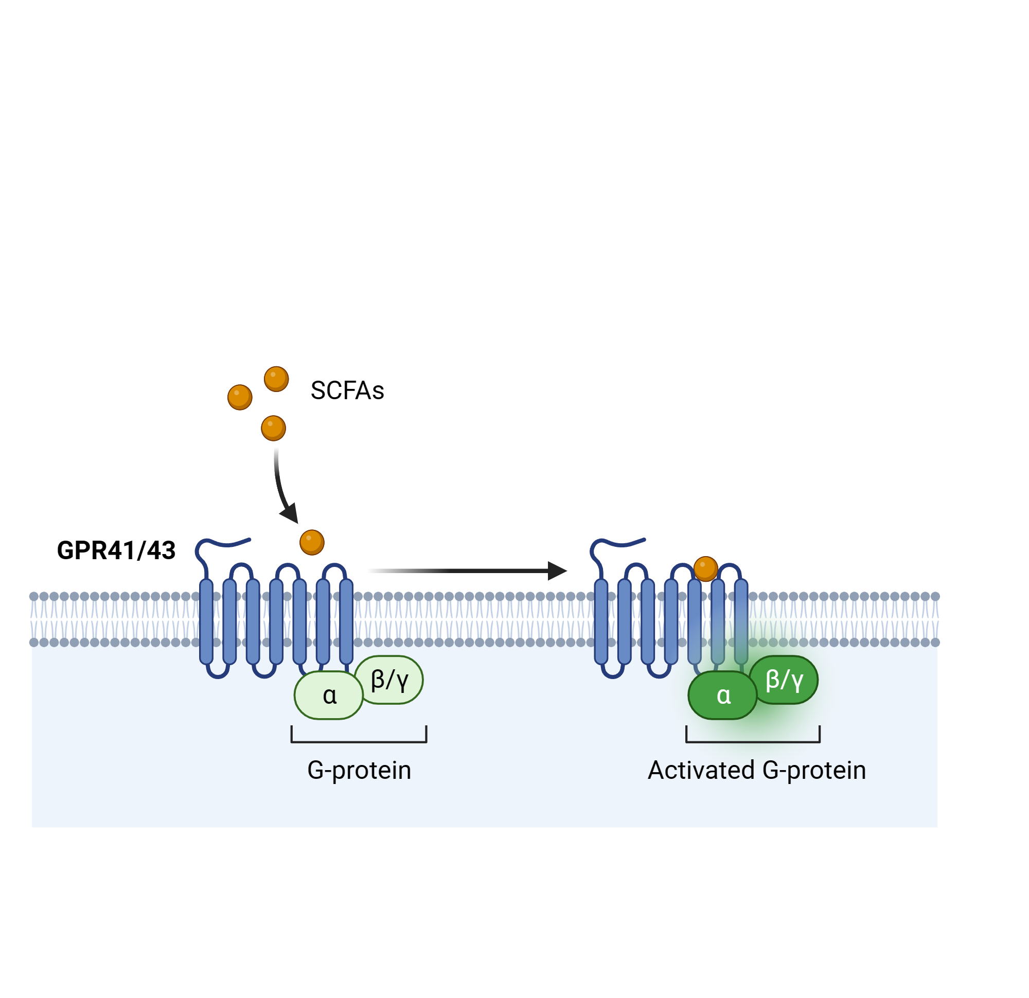 An editable high resolution scientific image depicting G-Protein-Coupled Receptors in Cells