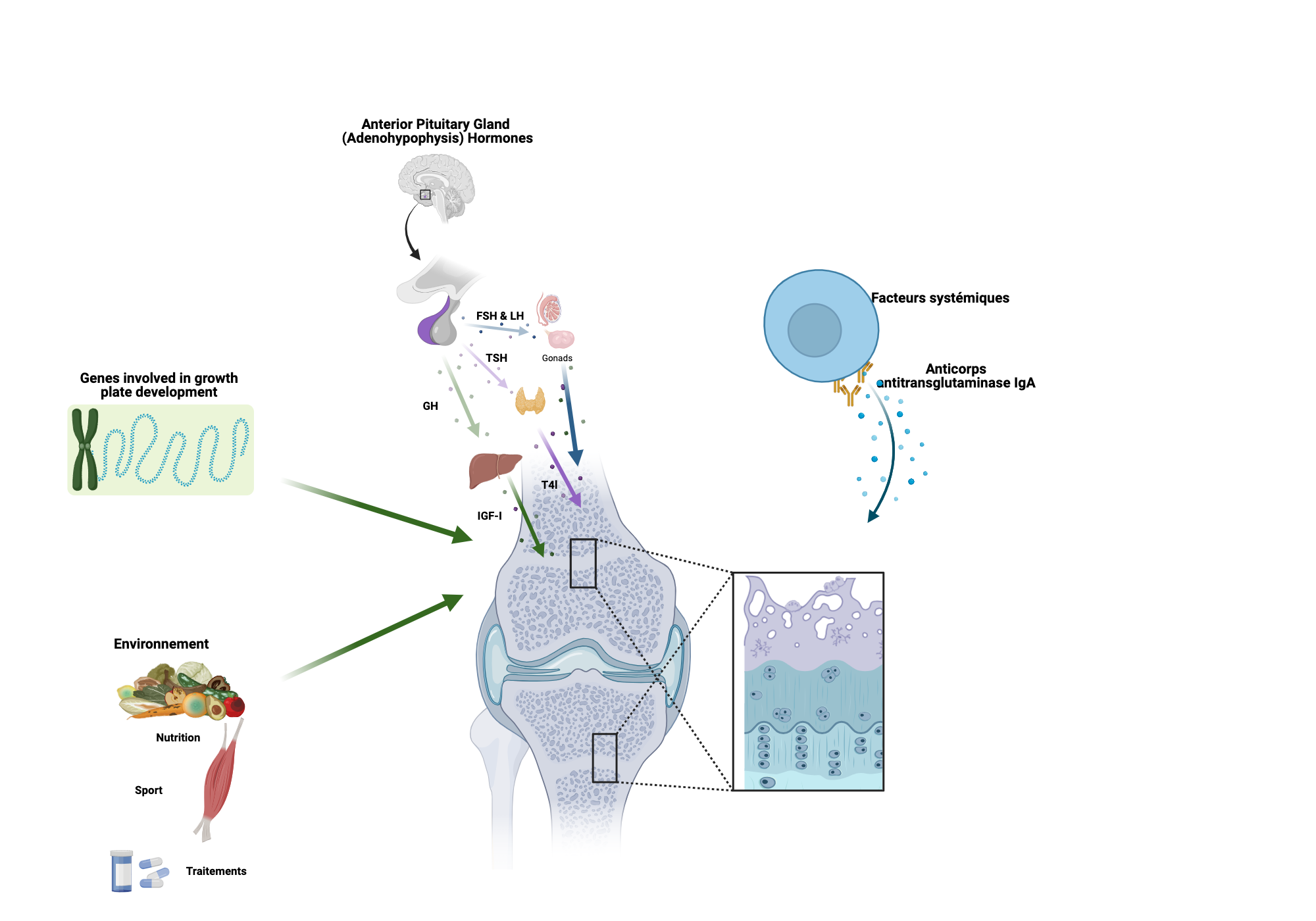An editable high resolution scientific image depicting Mechanism of growth