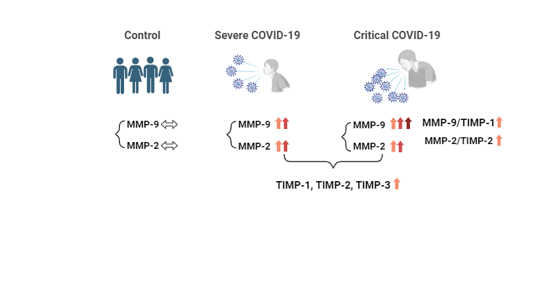 An editable high resolution scientific image depicting MMP-9 and MMP-2 and COVID-19